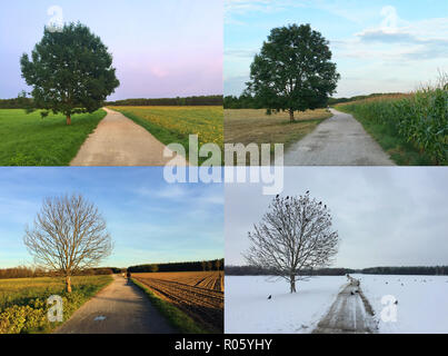 Collage, Four Seasons, Baum auf einem Feldweg, München, Bayern, Deutschland Stockfoto