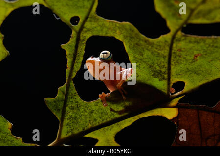 Frosch (Boophis pyrrhus) auf Blatt, Andasibe Nationalpark, Osten Madagaskar, Madagaskar Stockfoto