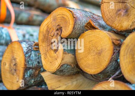 Trunks aus Holz schneiden und zusammen auf einem Haufen Stockfoto