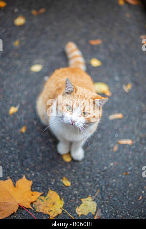 Rote Katze an der Straße im Herbst Stockfoto