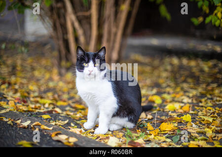Katze sitzt auf der Straße. Gelbe Blätter Stockfoto