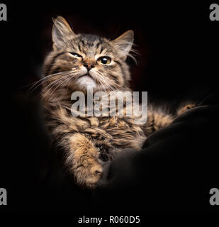 Schöne flauschige lustige Katze auf dem schwarzen Hintergrund Stockfoto