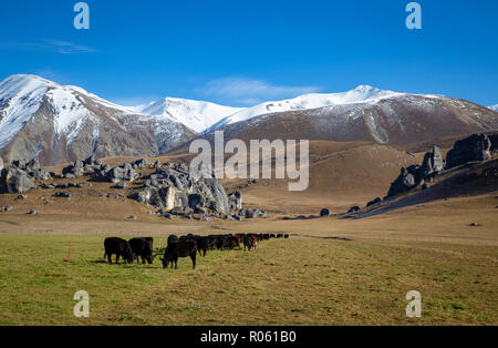 Kühe in einer Winter feed Fahrerlager auf einem High Country Farm in der Nähe von Castle Rocks und verschneiten Berge Stockfoto