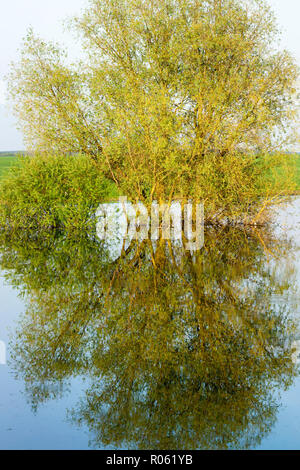 Bäume am Ufer des Flusses sind im Wasser spiegelt, Frühling Landschaft Stockfoto