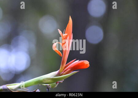 Red Lily Canna, Canna Indica, blühen im Fokus mit unscharf Lichtpunkte in den Hintergrund isoliert Stockfoto