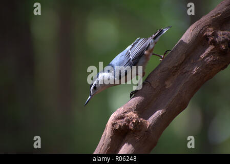 White-breasted Kleiber (Sitta carolinensis) gezielt einen muscadine Rebe im Wald, Stockfoto