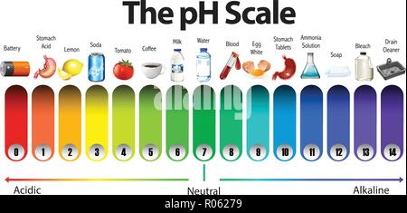 Eine pH-Skala auf weißem Hintergrund Abbildung Stock Vektor