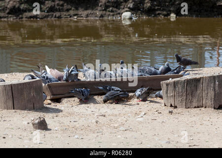 Alten hölzernen Trog mit Getreide für das Füttern von Tauben, Raben und andere Vögel Stockfoto