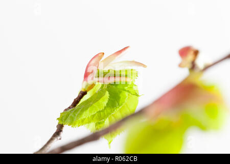 Blooming buds mit grünen Blätter der Birke, closeup auf einen hellen Hintergrund Stockfoto