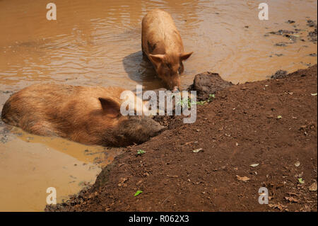 Zwei Schweine schlafen und entspannen in ein Schlammbad auf einem Bauernhof in Kauai, Hi Stockfoto