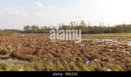 Eine große Anzahl von Gras tussocks im Sumpfland, Beginn der Erwärmung im Frühjahr Stockfoto