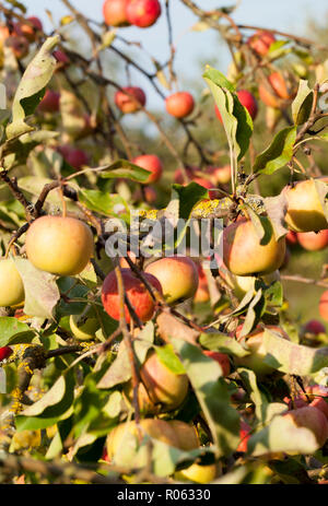 Reif whist Äpfel auf einem Apfelbaum im Spätsommer oder Anfang Herbst, Äpfel rot-gelbe Farbe Stockfoto