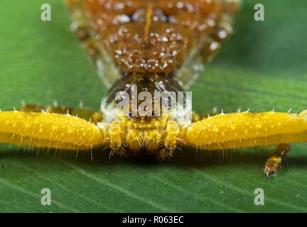 Makrofotografie der Leiter der bizarren Crab Spider auf Philodendron Blatt Stockfoto