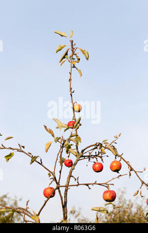 Ein paar Blätter und die letzte reife Äpfel hängen die Zweige von einem Apfelbaum im Garten, im Herbst Stockfoto