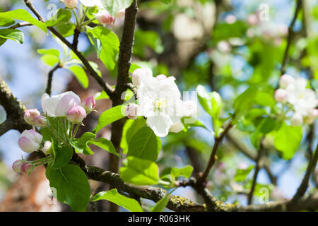 Weiß Rosa Blumen von einem Apfel Frucht Baum während der Blüte in einem Obstgarten Stockfoto