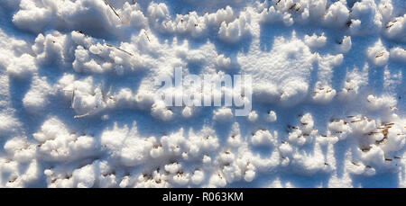 Scharfe Stiele von Weizen nach links im Feld nach der Ernte. , Oberfläche und auf dem Boden liegt Schnee nach Schneefall, in der Nähe Stockfoto
