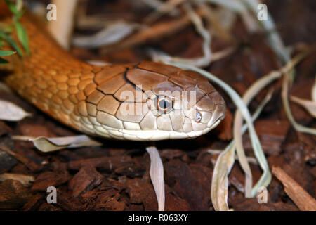 Elapidae, giftige Schlange Stockfoto