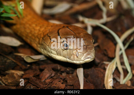 Elapidae, giftige Schlange Stockfoto