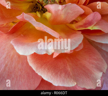 Farbenfrohe Kunst Stillleben helle florale Makro Bild von Orange Gelb Rosa Rosenblüten mit detaillierten Textur Stockfoto