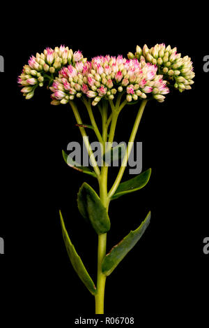 Kunst stillleben blumen Farbe Makro einer isolierten Mauerpfeffer Blume mit sich entwickelnden rot weiß Knospen und Blätter auf schwarzen Hintergrund mit Details Stockfoto