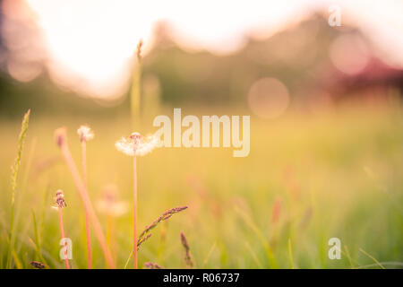 Sommer closeup Blumen und Wiese. Helle Landschaft. Inspirierende Natur banner Hintergrund. Helle Feld Wiese und künstlerischen Konzept, Sonnenuntergang Stockfoto