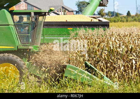 Ein Mähdrescher auf einem Feld Ernten von Mais auf einem Herbstmorgen Stockfoto