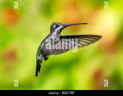 Frau Lange-billed Starthroat schwebt in den Vordergrund der bunten Garten. Stockfoto