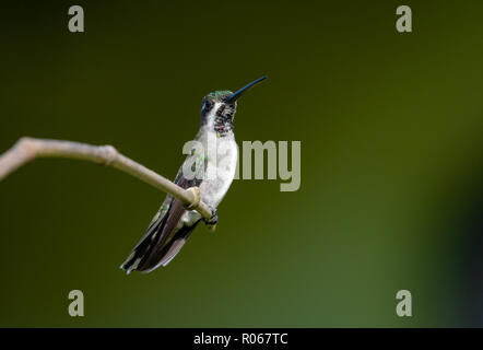 Frau Lange-billed Starthroat Sitzstangen auf einem einzigen Zweig mit dunklem Hintergrund. Stockfoto