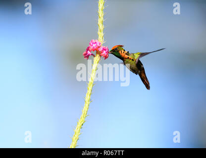 Männliche getuftete Coquette Fütterung auf die rosa Vervain Blume. Stockfoto