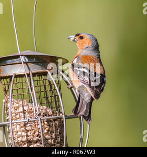 Ein Männchen Buchfink (Fringilla coelebs) in ein Norfolk Garten Stockfoto