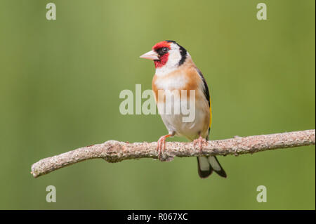 Ein Stieglitz (Carduelis carduelis) in ein Norfolk Garten Stockfoto