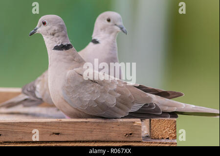 Ein paar Collared Turteltauben (Streptopelia decaocto) im Vereinigten Königreich Stockfoto