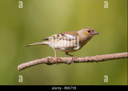 Eine weibliche Buchfink (Fringilla coelebs) in ein Norfolk Garten Stockfoto