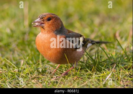 Ein Männchen Buchfink (Fringilla coelebs) in ein Norfolk Garten Stockfoto