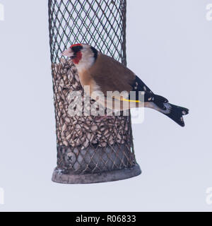 Ein Stieglitz (Carduelis carduelis) Ernährung bei eisigen Bedingungen in einem Norfolk Garten Stockfoto