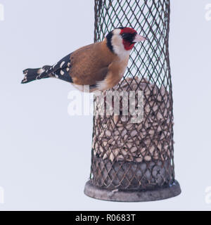 Ein Stieglitz (Carduelis carduelis) Ernährung bei eisigen Bedingungen in einem Norfolk Garten Stockfoto