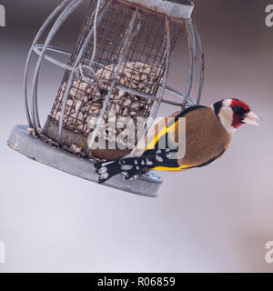 Ein Stieglitz (Carduelis carduelis) Ernährung bei eisigen Bedingungen in einem Norfolk Garten Stockfoto