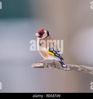 Ein Stieglitz (Carduelis carduelis) Ernährung bei eisigen Bedingungen in einem Norfolk Garten Stockfoto