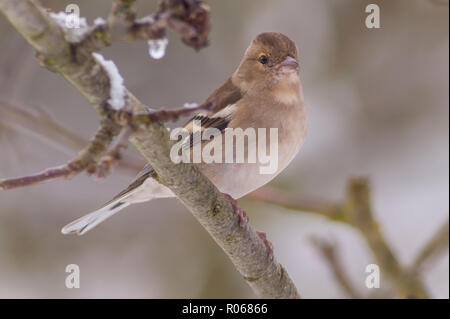 Eine weibliche Buchfink (Fringilla coelebs) in ein Norfolk Garten Stockfoto