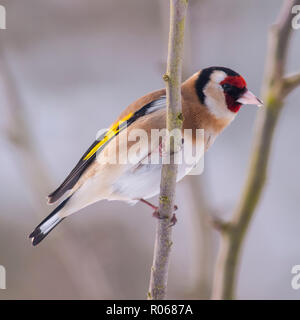 Ein Stieglitz (Carduelis carduelis) bei eisigen Bedingungen in einem Norfolk Garten Stockfoto