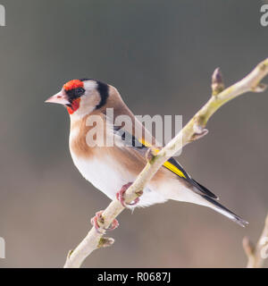 Ein Stieglitz (Carduelis carduelis) bei eisigen Bedingungen in einem Norfolk Garten Stockfoto