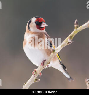Ein Stieglitz (Carduelis carduelis) bei eisigen Bedingungen in einem Norfolk Garten Stockfoto