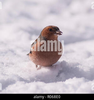 Ein Männchen Buchfink (Fringilla coelebs) Ernährung bei eisigen Bedingungen in einem Norfolk Garten Stockfoto