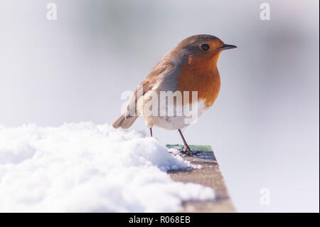 Ein Rotkehlchen (Erithacus Rubecula) Ernährung bei eisigen Bedingungen in einem Norfolk Garten Stockfoto