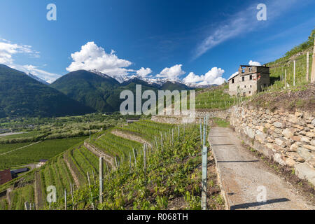 Weinberge und Terrassierung, Bianzone, Sondrio Provinz, Valtellina, Lombardei, Italien, Europa Stockfoto