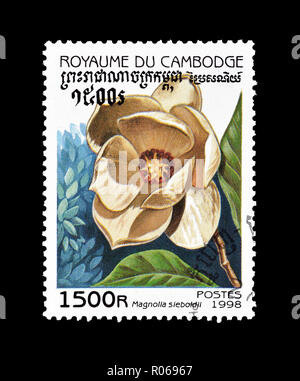 Storniert Briefmarke von Kambodscha gedruckt, zeigt, dass Magnolia sieboldii, circa 1998. Stockfoto