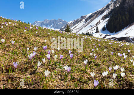 Crocus Blumen in voller Blüte, Partnun, Prattigau, Davos, Kanton Graubünden, Schweiz, Europa Stockfoto