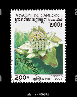 Storniert Briefmarke von Kambodscha gedruckt, das zeigt, Petasites japonicus, circa 1998. Stockfoto