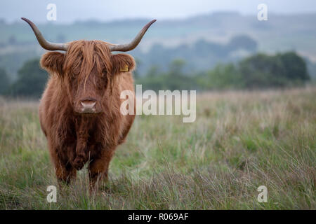 Highland Kuh in Lyme Park, National Trust Stockfoto