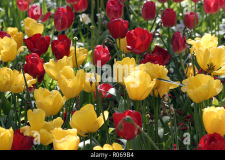 Rote und gelbe Tulpen in voller Blüte in einem lokalen Park. Stockfoto